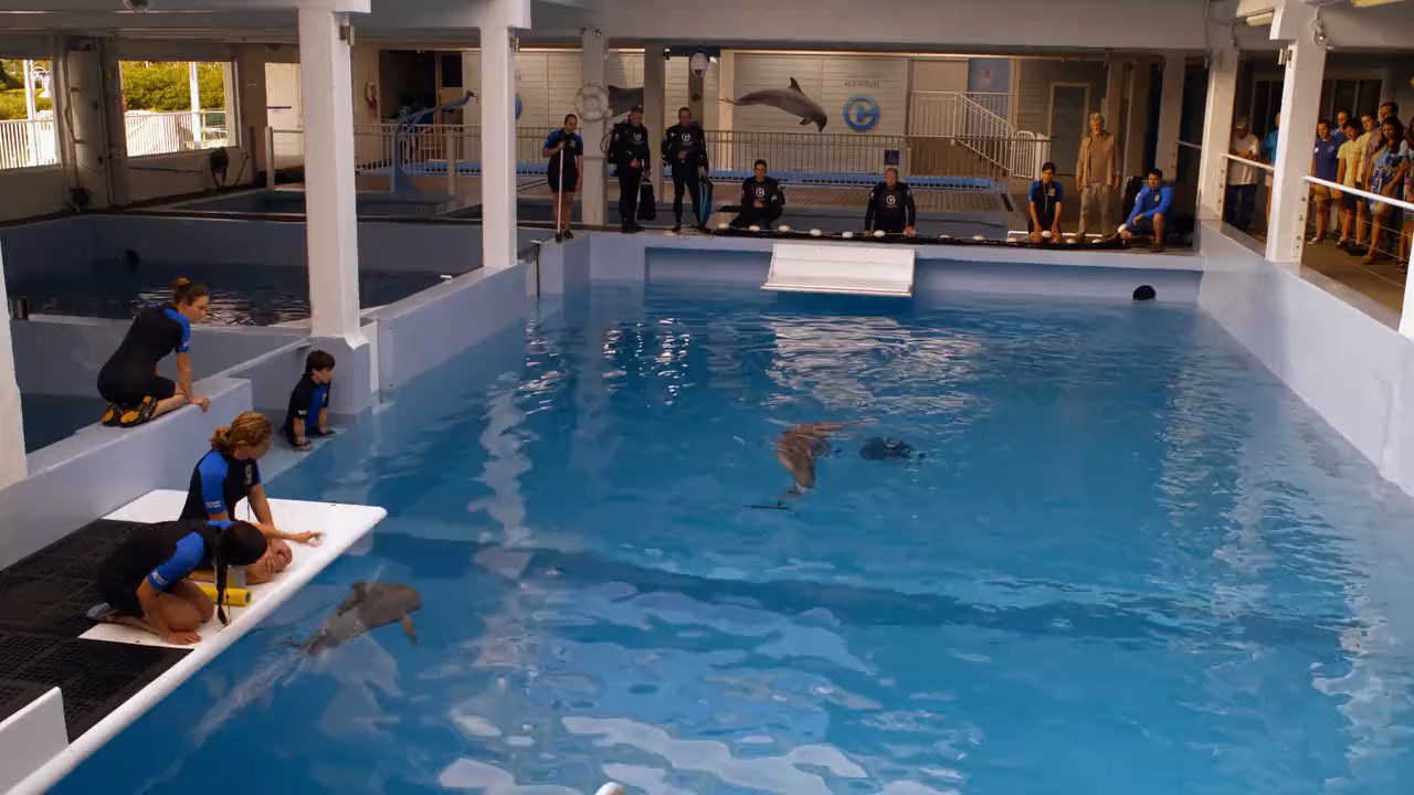 Dolphin Tale 2 2014 BluRay [Tamil + English] 480p, 720p ESub Screenshot