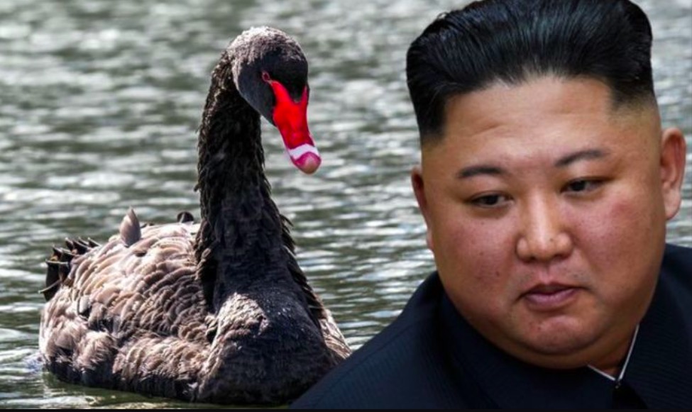 Gobierno de Corea afirma que la carne de cisne negro puede curar el cáncer