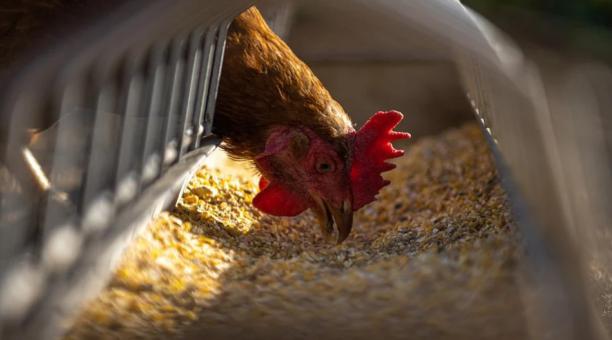 5 millones de gallinas serán sacrificadas por gripe aviar, en EU