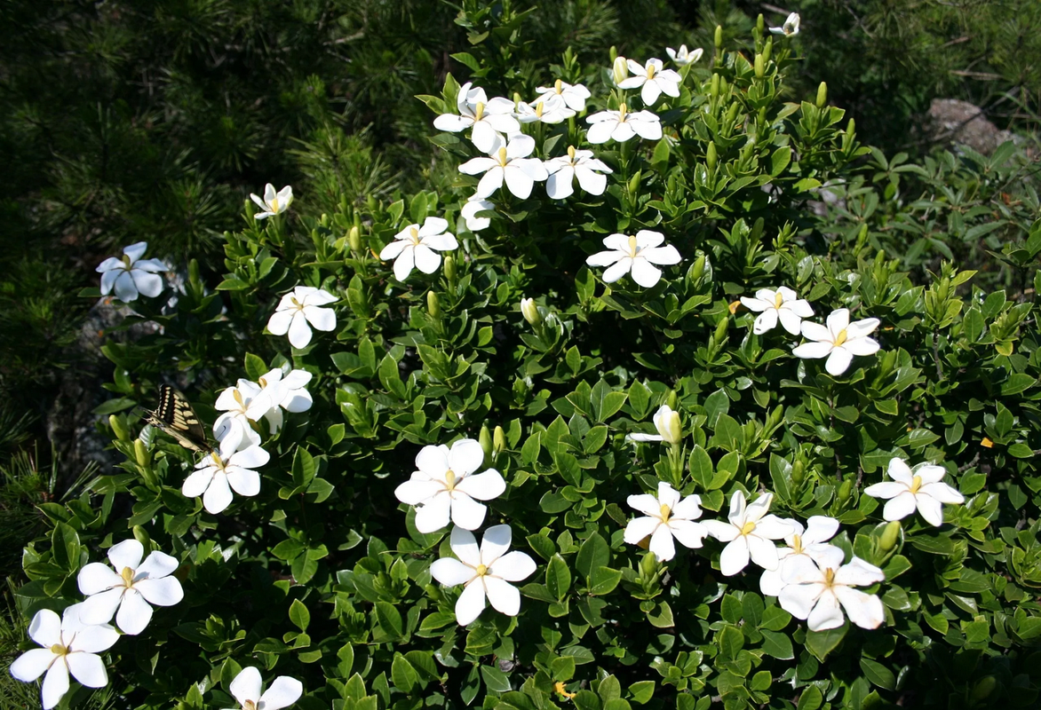 Plantas que huele de noche y engalanan el día con flores