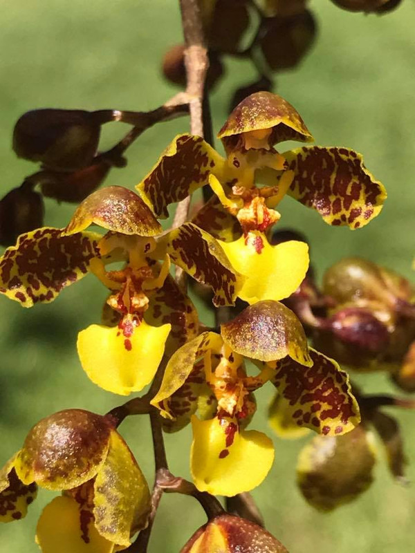 Baptistonia pubes