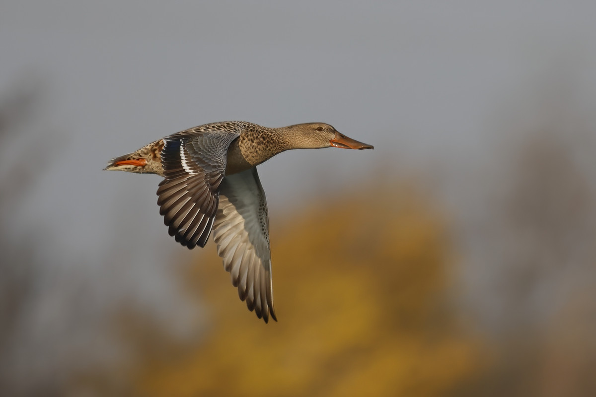 _H0A2252-DeNoiseAI-standard