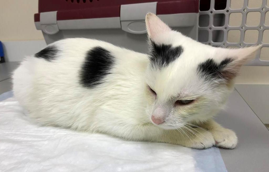 E43-BA47-A-FBD9-4-A62-A15-A-C8701571-F56-D (1)