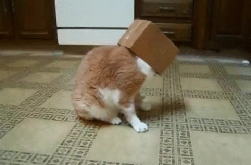 Cat-Cardboard-2.gif