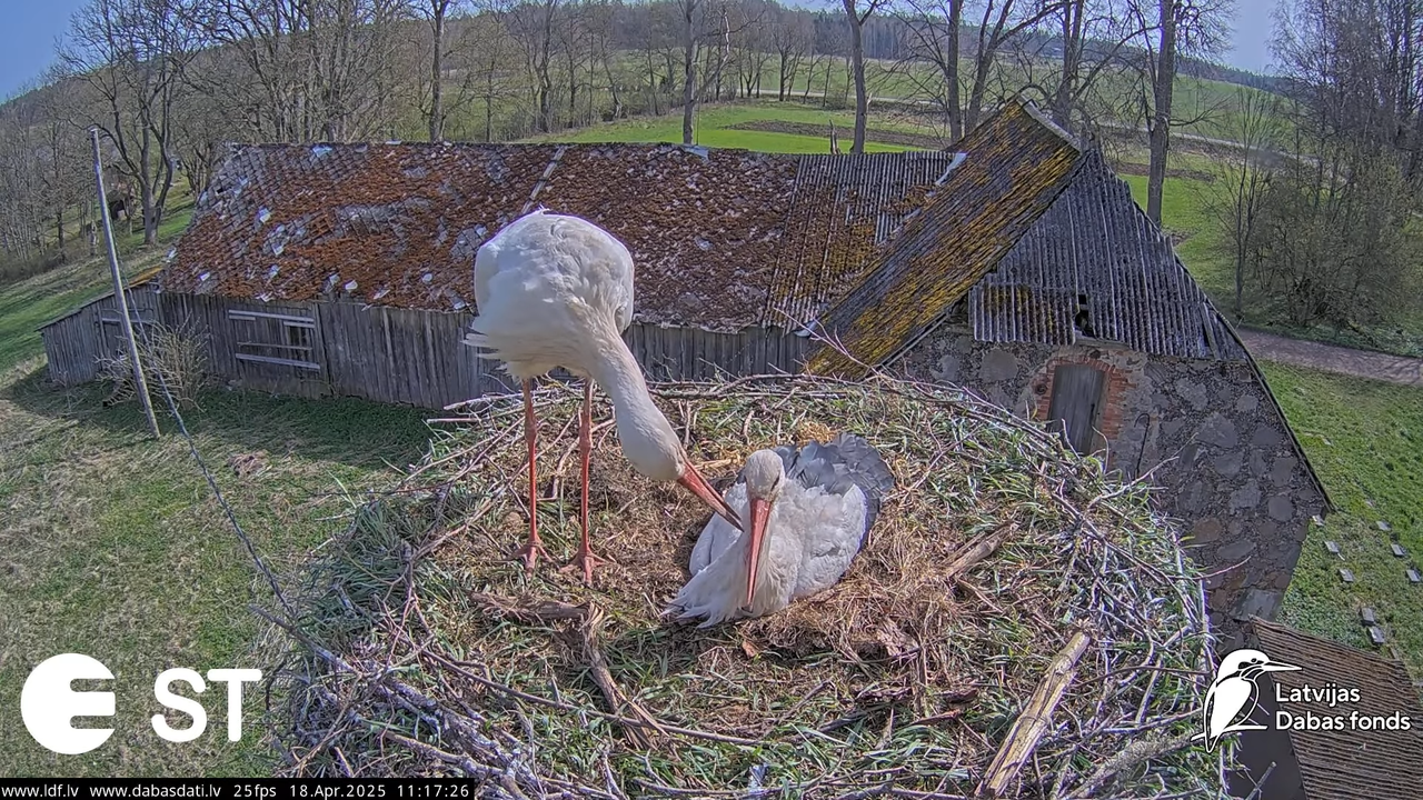 (22) Baltie stārķi (Ciconia ciconia) Tukuma novadā __ White storks in Tukums, Latvia - YouTube - 752