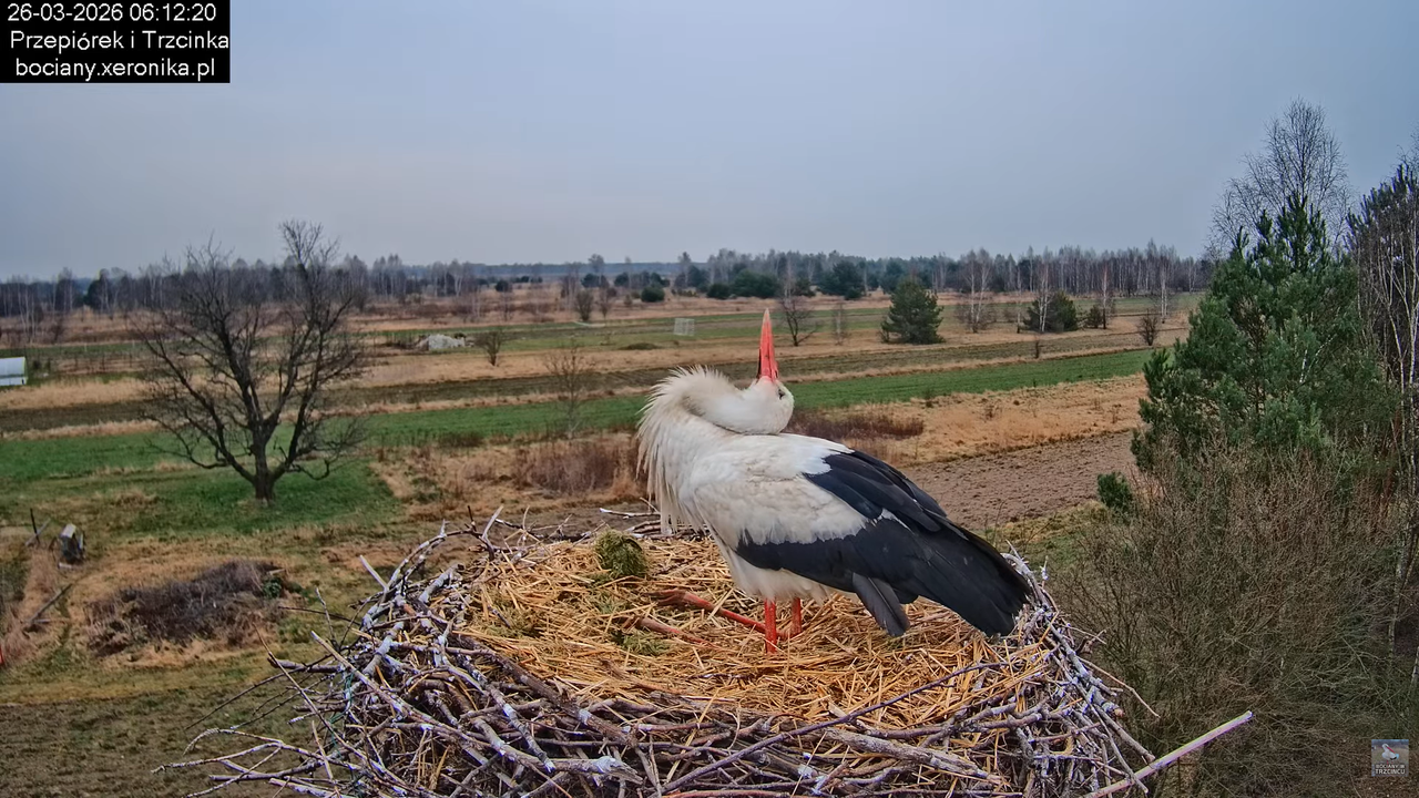 26032026bociany 13