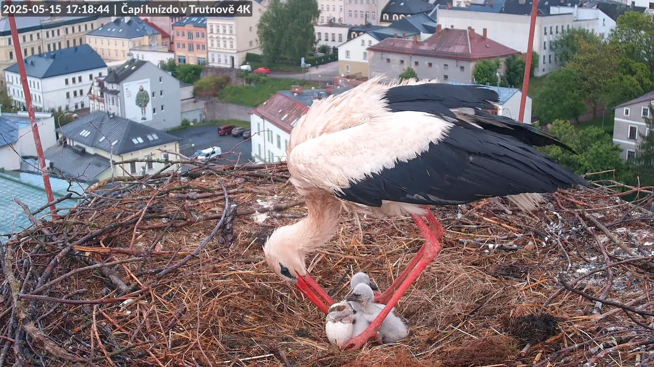Tiešraide no stārķa ligzdas uz alus darītavas skursteņa Trutnovā 14-16-49 screenshot (1)