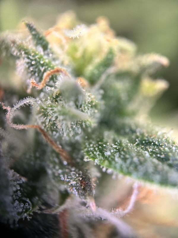 2E2D14EA-A582-407B-90AE-59EA49F871FC