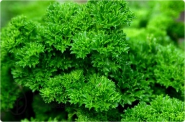петрушка кудрявая