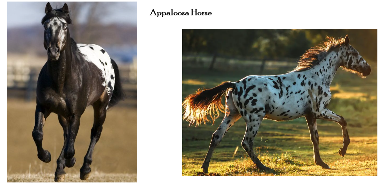 Appaloosa-Horse.png