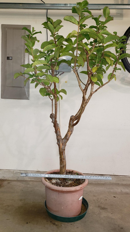 20230323_Guava