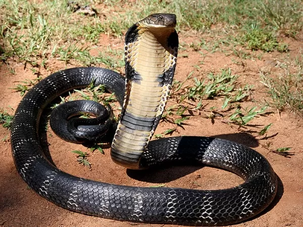 [Image: the-most-beautiful-snakes-in-the-world-9...71324.webp]