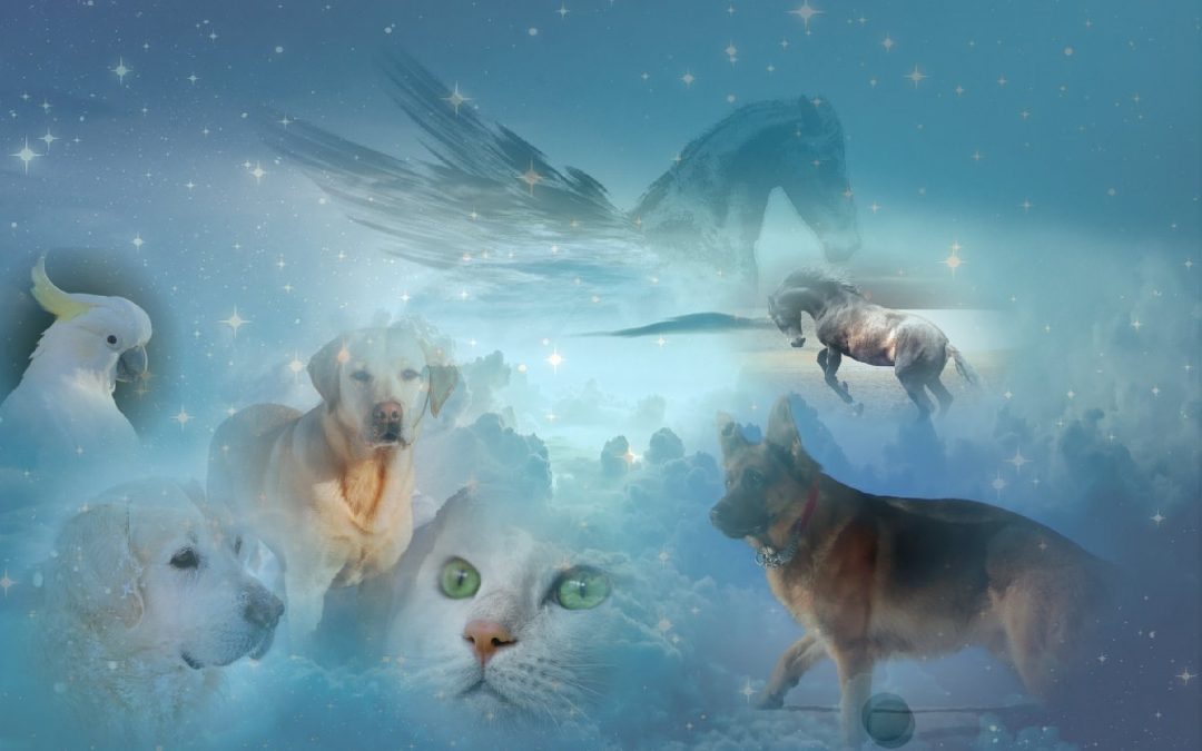 [Image: accompagnement-deuil-animalier-Lynne-Pion-1080x675.jpg]