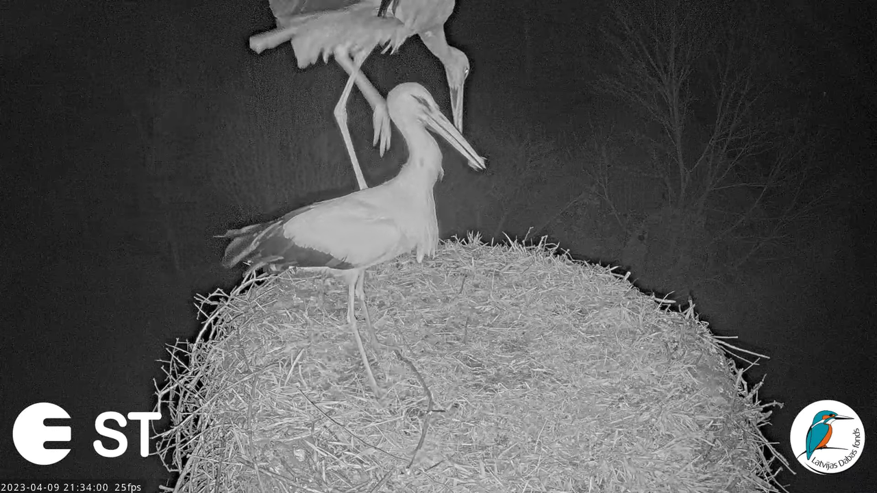 Baltie stārķi (Ciconia ciconia) Tukuma novadā - LDF tiešraide __ White storks in Tukums, Latvia 14-5