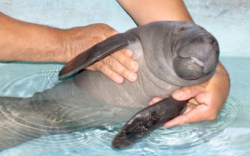 manatee.jpg