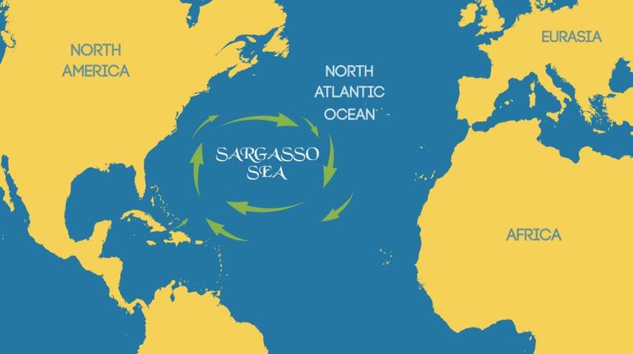 Интересные факты про Саргассово море - уникальный водоём без берегов Интересные факты про Саргассово море - уникальный водоём без берегов
