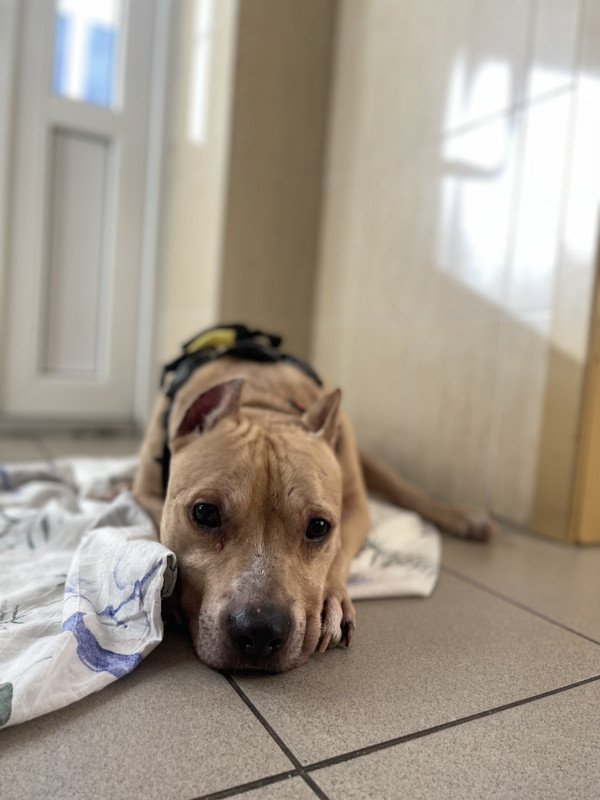 E2680FB8-455B-4431-8069-A8CEDEF5B1BB