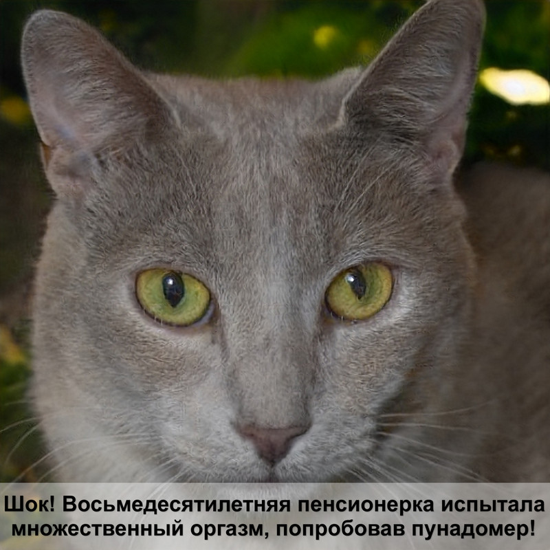 поилка для кота