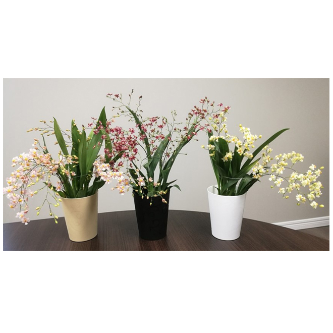 [Image: 13815205-L-1.jpg]