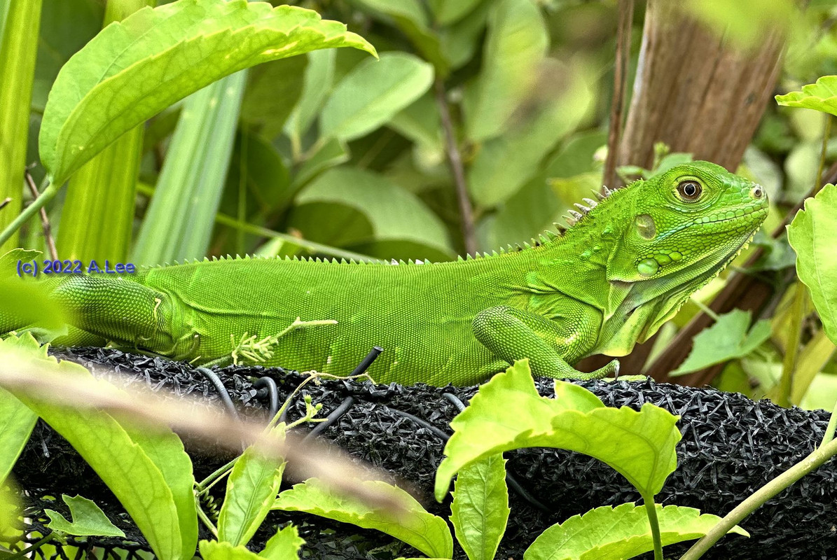 chameleon.jpg