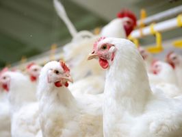 Производство замороженной курятины выросло на 44,4%.