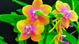 Thơ hoạ Nguyễn Thành Sáng & Tam Muội (2085) Orchids-close-up-orange-and-red-flower-petals-2560x1600-915x515