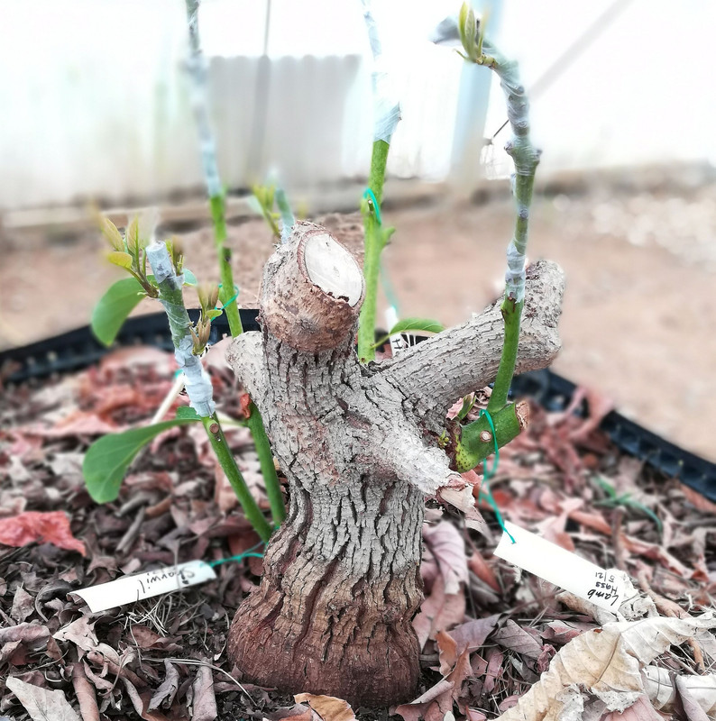 FrankencadoJune18