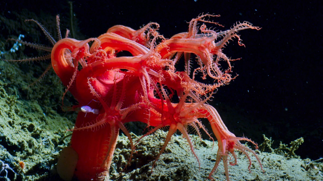 Blue Planet II S01E02 The Deep (1080p x265 10bit Tigole).mkv_sna