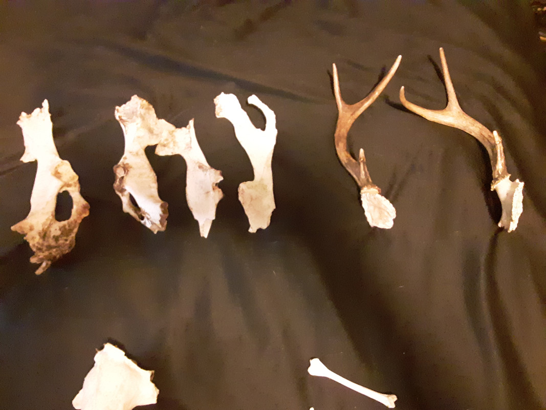 Deer Pelvic pieces and small set of antlers