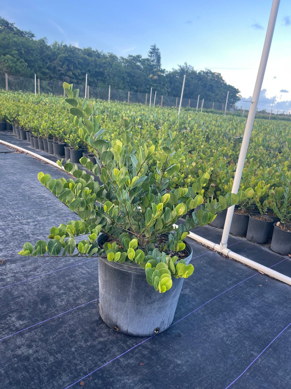 [Imagen de una planta Clusia]