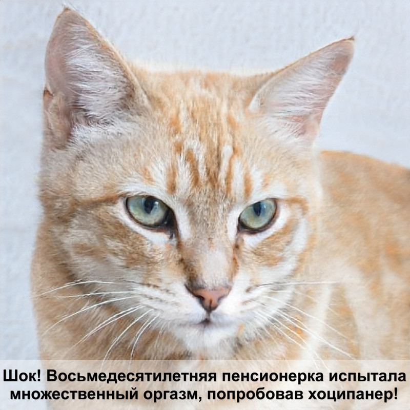 скелет кошки фото