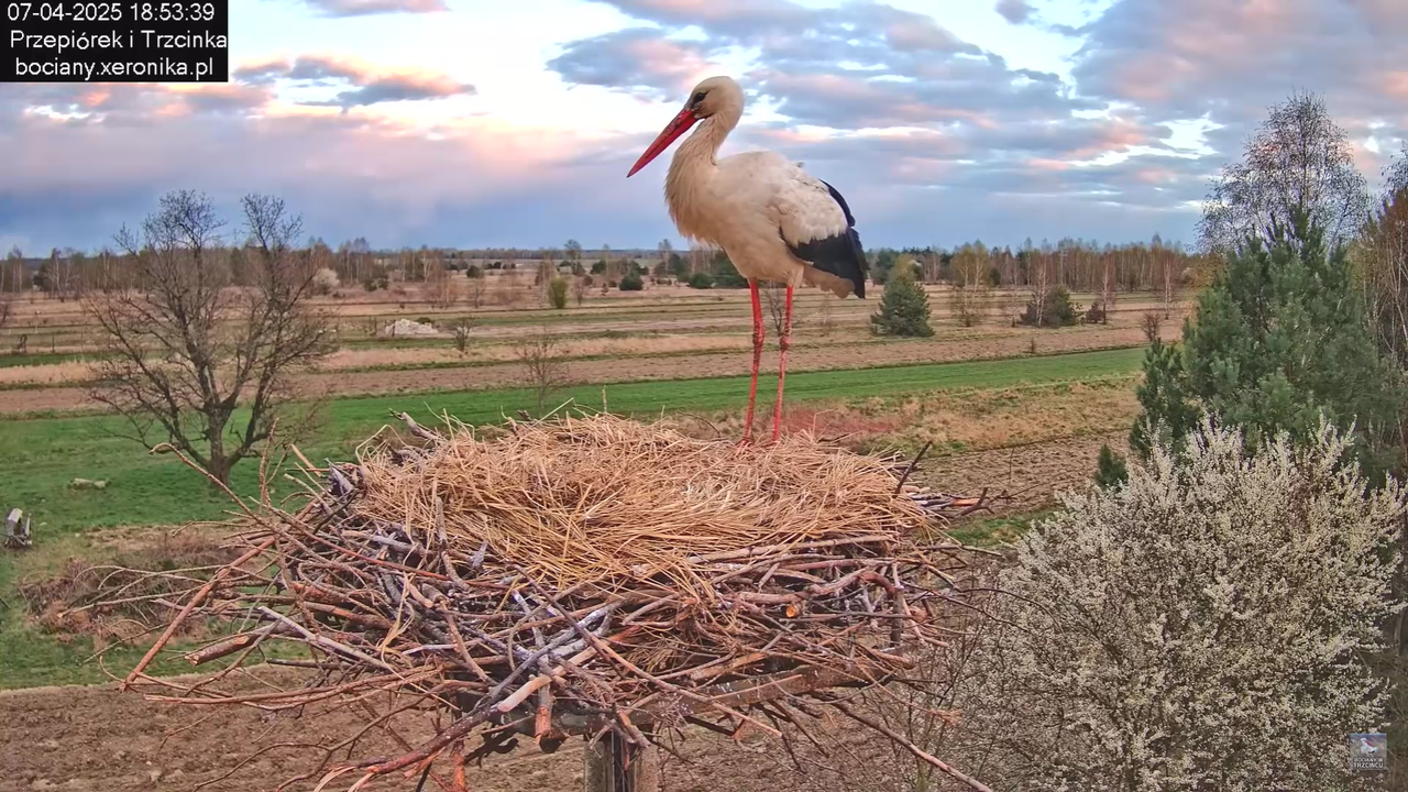 07042025wieczornybocian_13