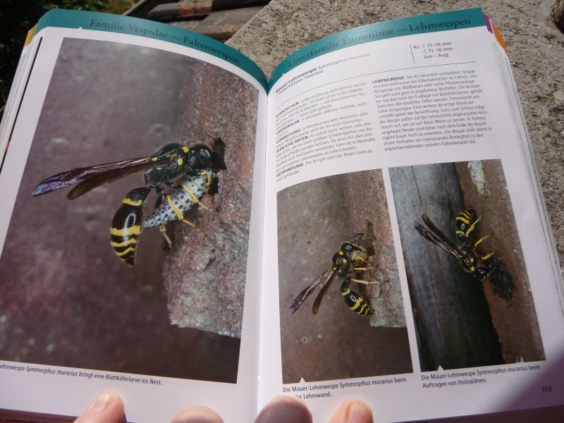 Wasps2.jpg