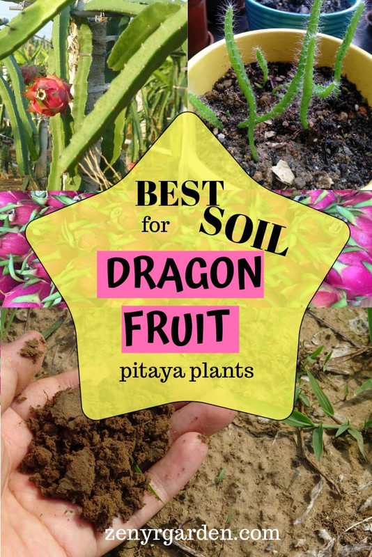 best-soil-for-dragon-fruit-pitaya-cactus-plants.jpg