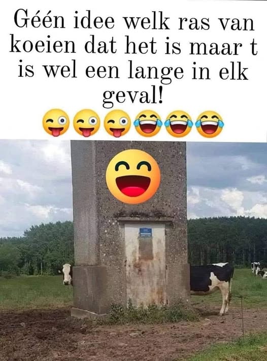 lange-koe
