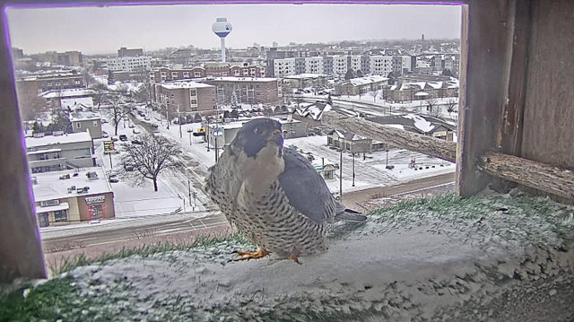 UW Oshkosh Peregrine - Pagina 2 Przechwytywanie-w-trybie-pe-noekranowym-23-02-2023-192525