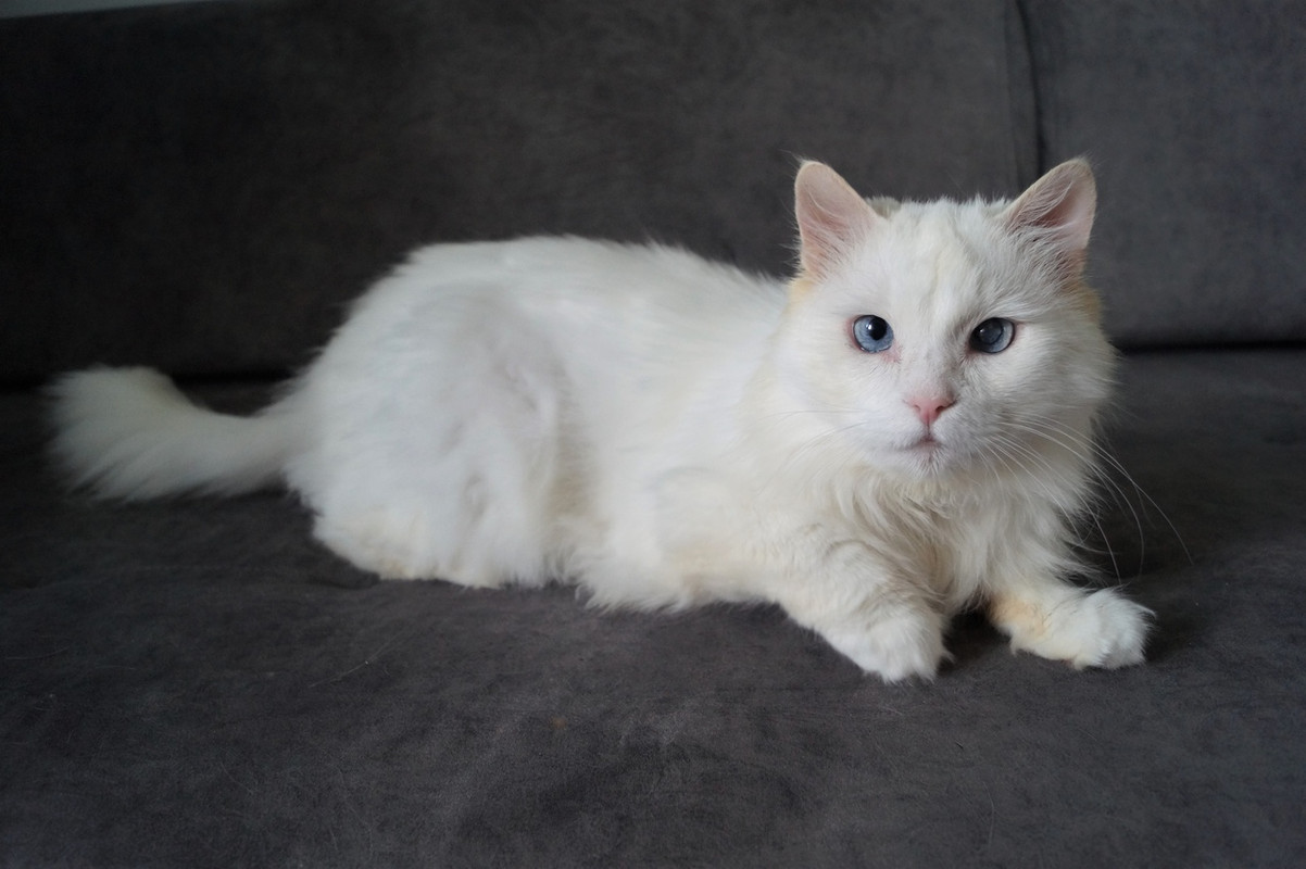 Альбус_19_11_1