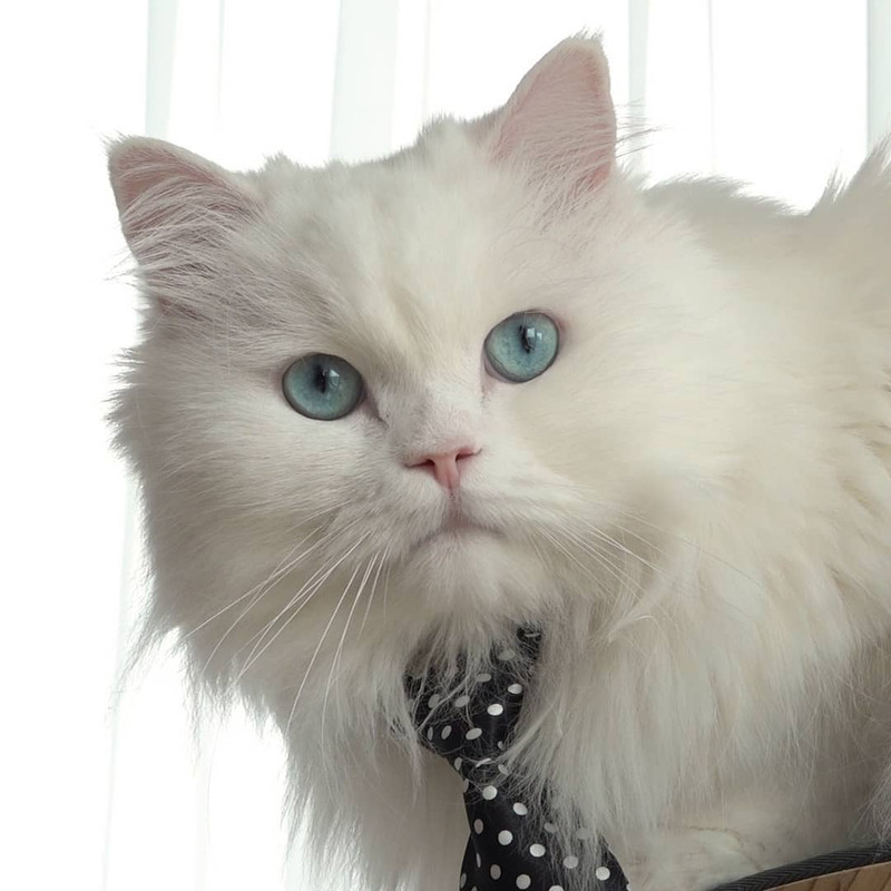 Kenalan dengan 7 kucing Cream Heroes yang super gemas