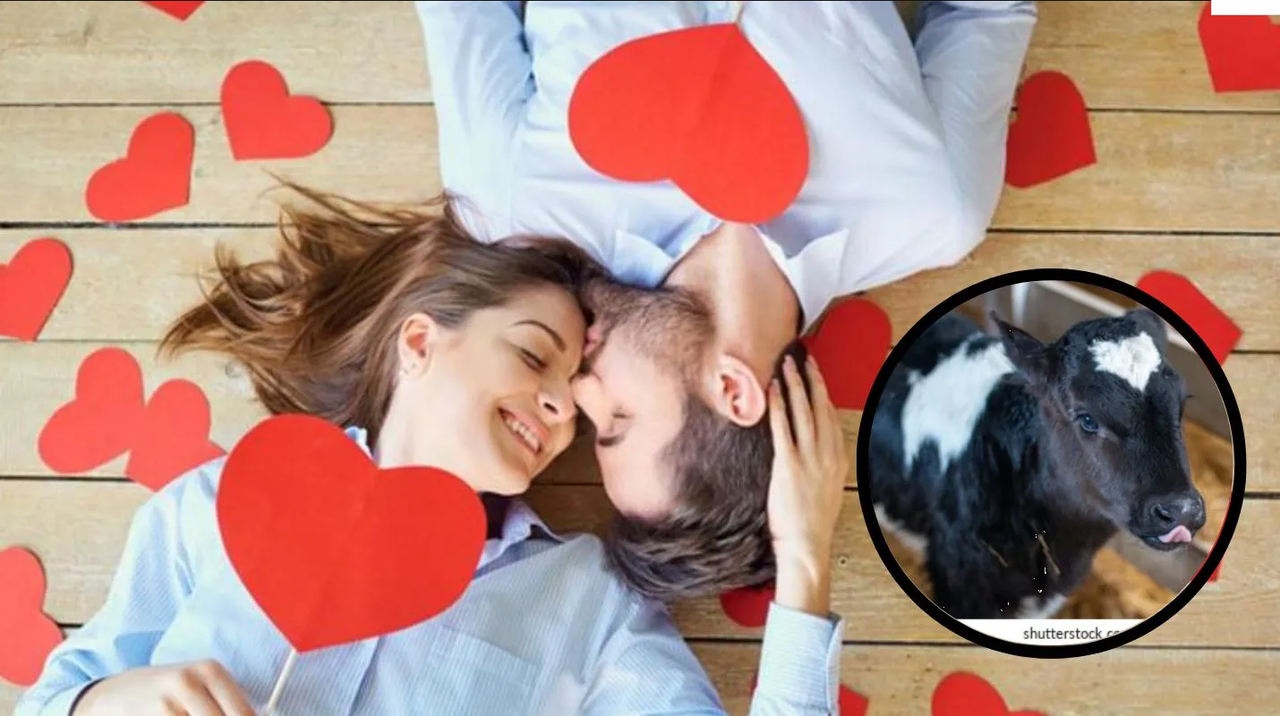 Joven regala becerro por San Valentín a su novia y se hace viral