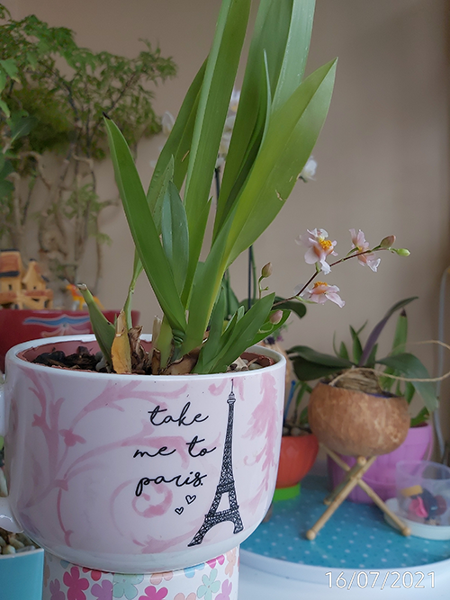 [Image: IMG-20210716-104754.png]