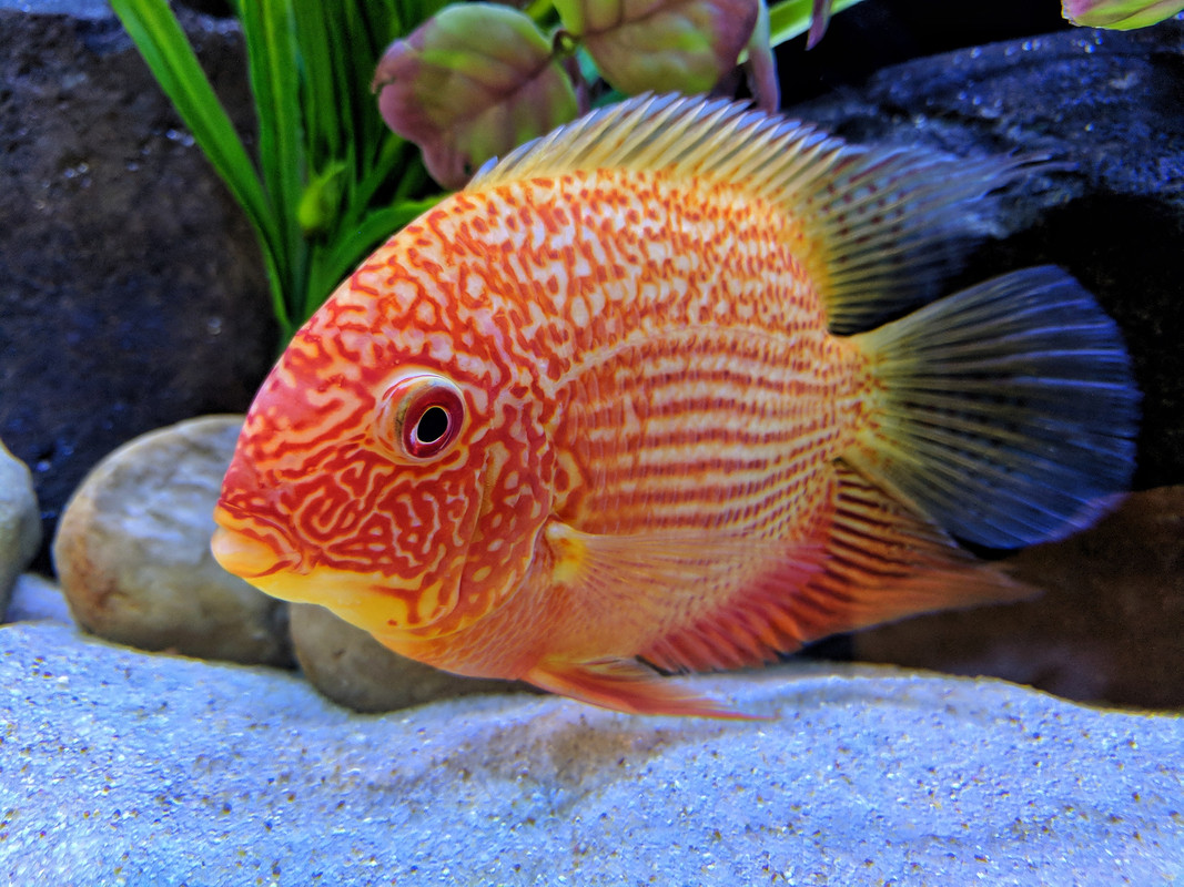 IMG_20181121_174617-01