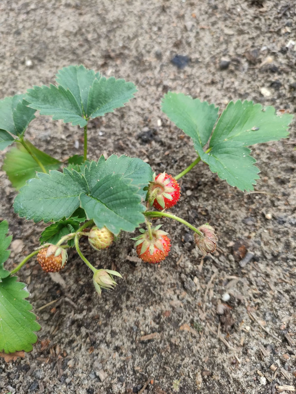 erdbeeren.jpg