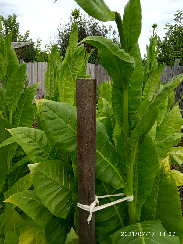 16265218286084130263033297410595