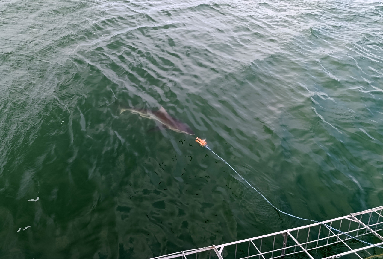 Такая близкая Африка. (ЮАР. 22 дня и 4200 км. Ноябрь-Декабрь)