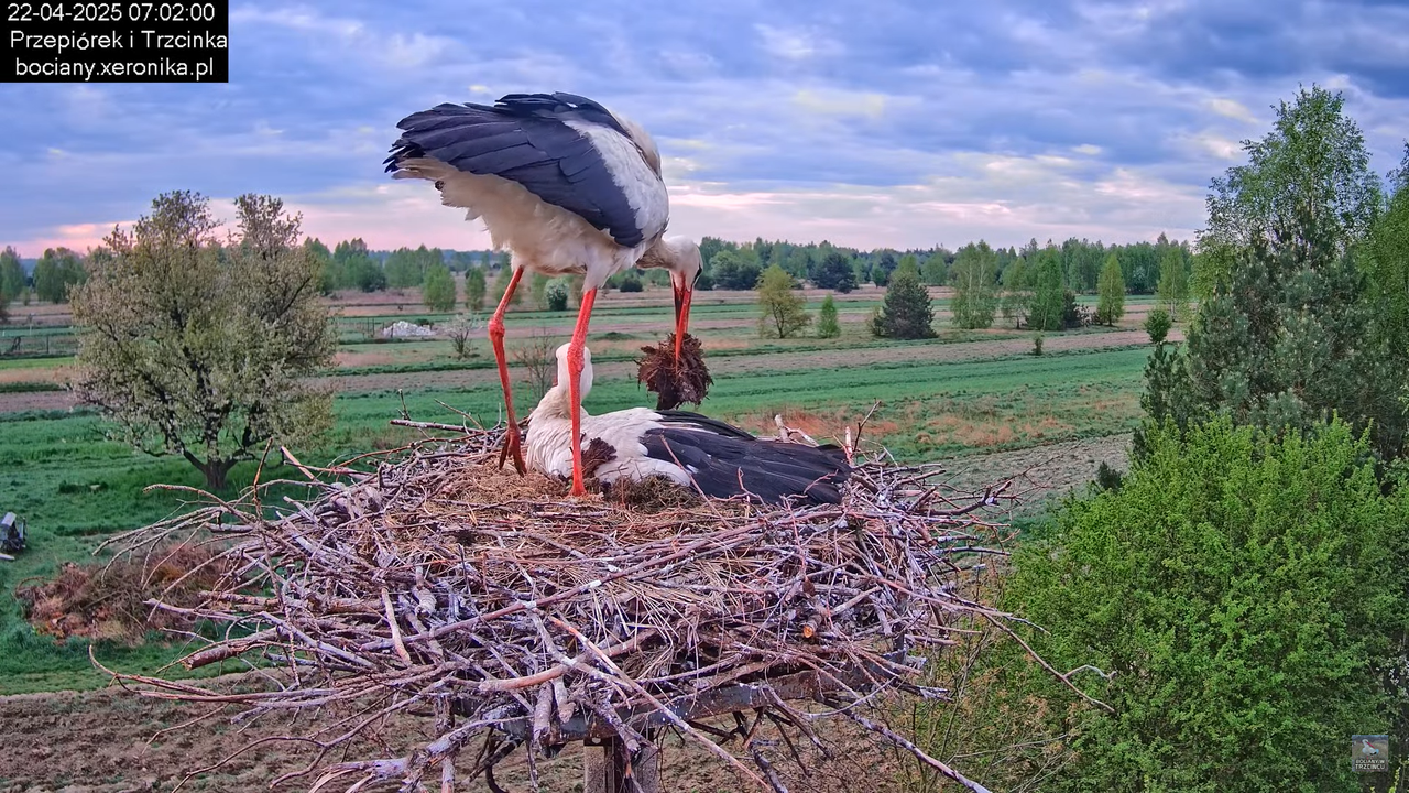 22042025bociany5