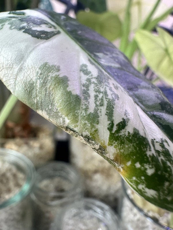 11CBEBDE-07AF-4B4B-B26A-F3F03679F768