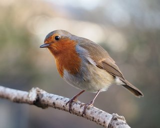 [Image: Erithacus-rubecula-with-cocked-head.jpg]
