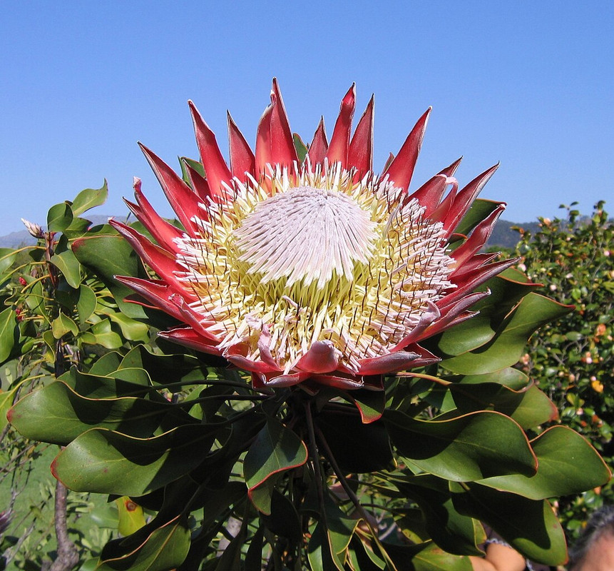 Fleur nationale annanos