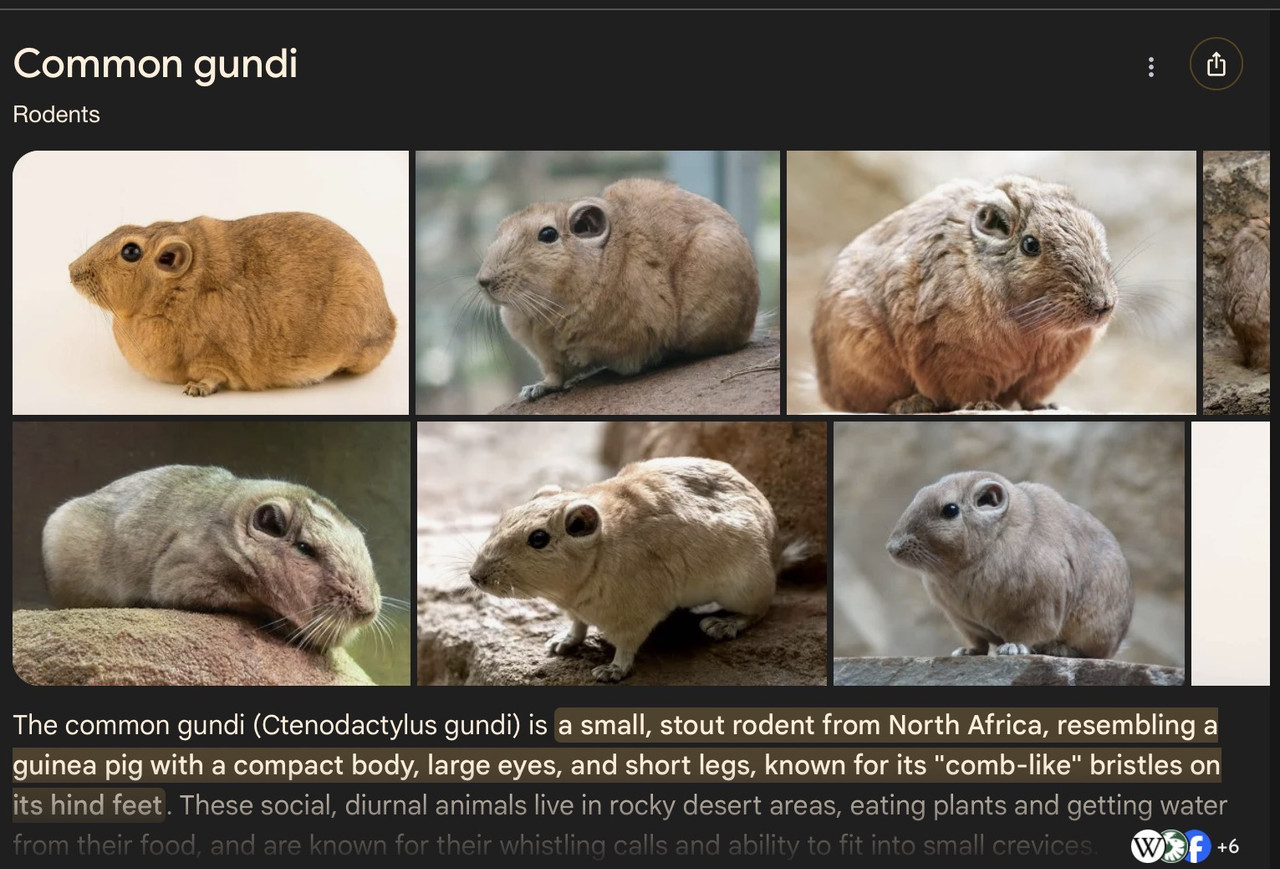 gundi