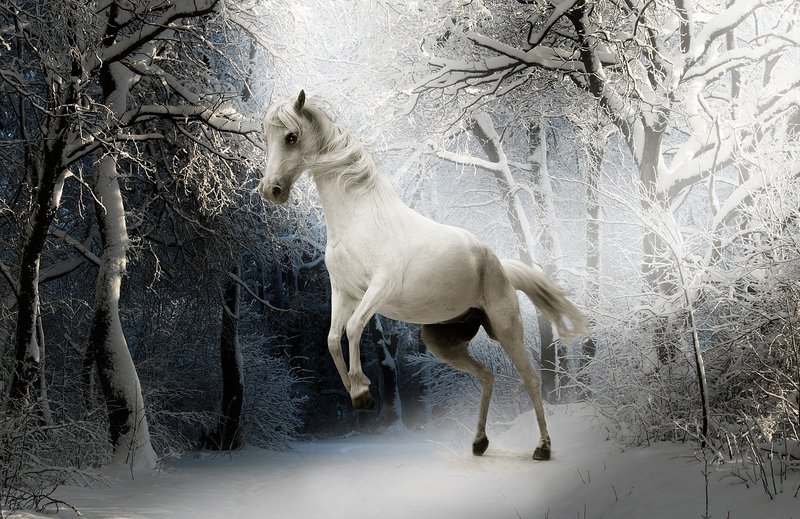 white-horse.jpg